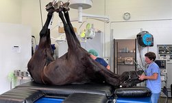 Un caballo anestesiado se coloca en la mesa de tratamiento con la ayuda de un sistema de grúa GIS